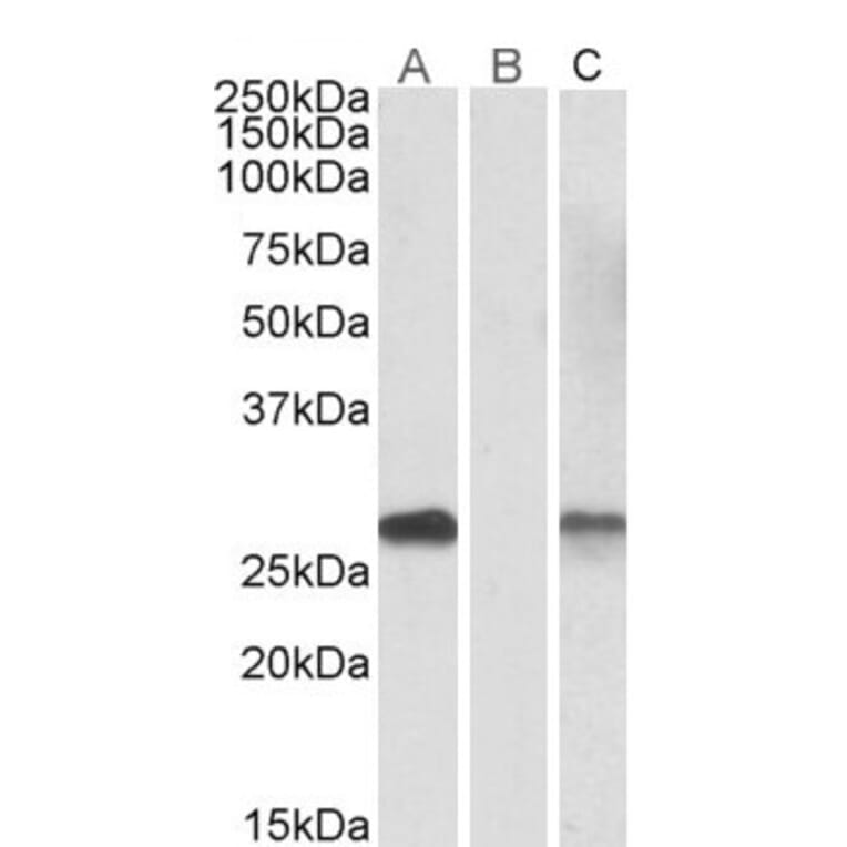 Western Blot - Anti-DYDC1 Antibody (A84763) - Antibodies.com