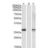Western Blot - Anti-DYDC1 Antibody (A84763) - Antibodies.com