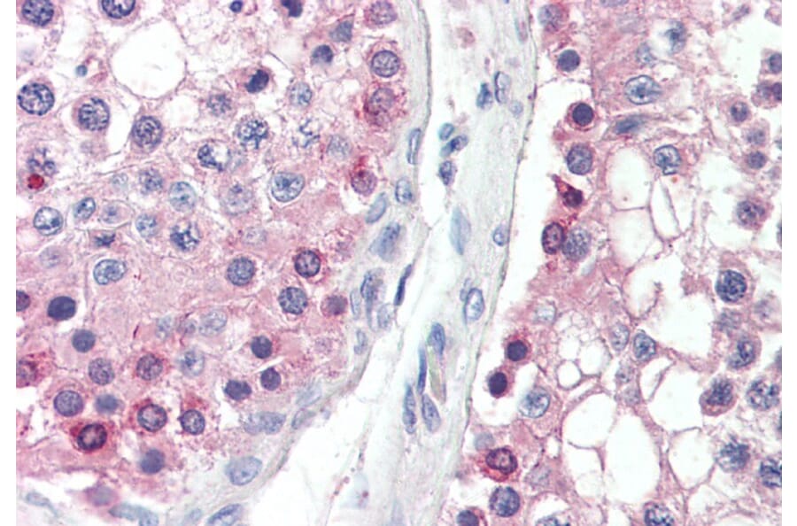 Immunohistochemistry - Anti-DYDC1 Antibody (A84763) - Antibodies.com