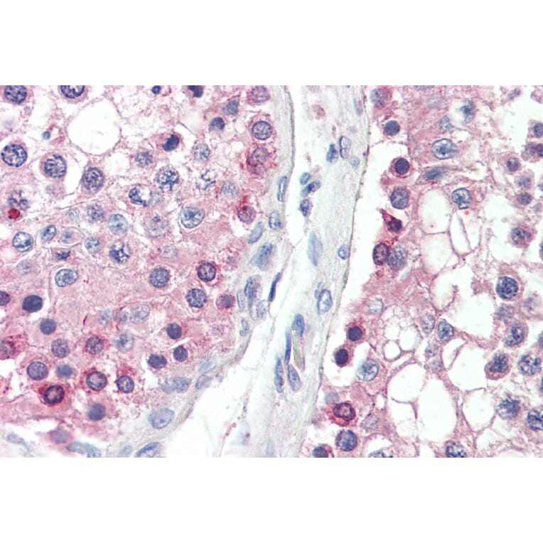 Immunohistochemistry - Anti-DYDC1 Antibody (A84763) - Antibodies.com