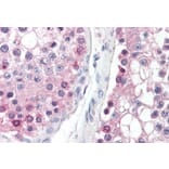 Immunohistochemistry - Anti-DYDC1 Antibody (A84763) - Antibodies.com