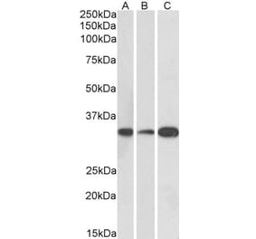 Western Blot - Anti-MAPRE3 Antibody (A84767) - Antibodies.com