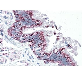 Immunohistochemistry - Anti-TTLL4 Antibody (A84769) - Antibodies.com