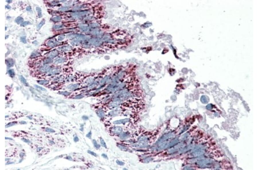 Immunohistochemistry - Anti-TTLL4 Antibody (A84769) - Antibodies.com