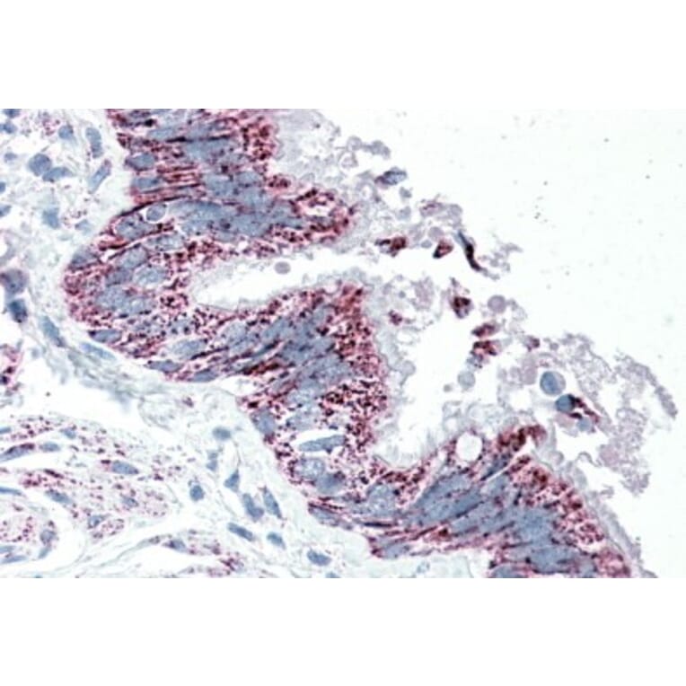 Immunohistochemistry - Anti-TTLL4 Antibody (A84769) - Antibodies.com