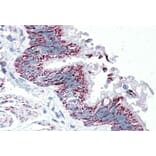 Immunohistochemistry - Anti-TTLL4 Antibody (A84769) - Antibodies.com