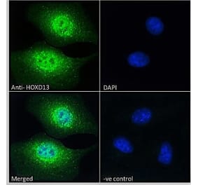 Immunofluorescence - Anti-HOXD13 Antibody (A84770) - Antibodies.com