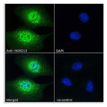 Immunofluorescence - Anti-HOXD13 Antibody (A84770) - Antibodies.com