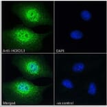 Immunofluorescence - Anti-HOXD13 Antibody (A84770) - Antibodies.com