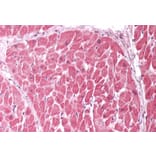 Immunohistochemistry - Anti-MIC19 Antibody (A84772) - Antibodies.com