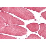 Immunohistochemistry - Anti-MIC19 Antibody (A84772) - Antibodies.com