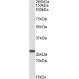 Western Blot - Anti-MIC19 Antibody (A84773) - Antibodies.com