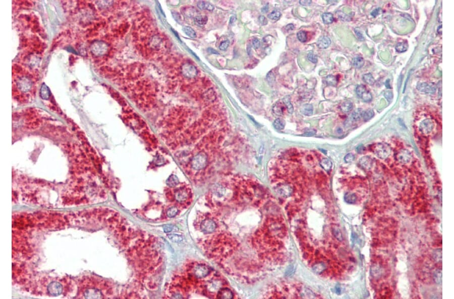 Immunohistochemistry - Anti-MIC19 Antibody (A84773) - Antibodies.com