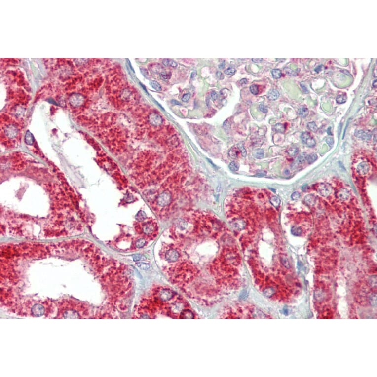 Immunohistochemistry - Anti-MIC19 Antibody (A84773) - Antibodies.com