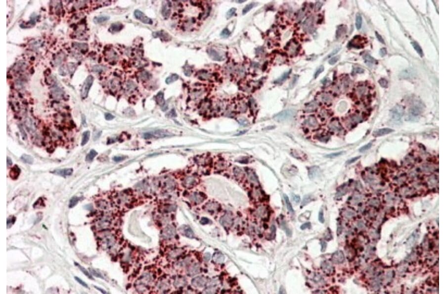 Immunohistochemistry - Anti-Aconitase 2 Antibody (A84775) - Antibodies.com