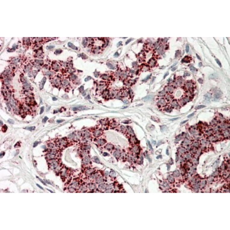 Immunohistochemistry - Anti-Aconitase 2 Antibody (A84775) - Antibodies.com