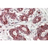 Immunohistochemistry - Anti-Aconitase 2 Antibody (A84775) - Antibodies.com