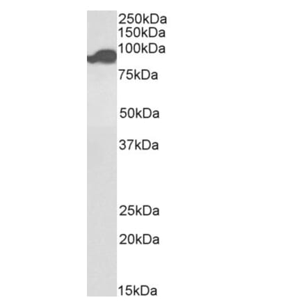 Western Blot - Anti-Aconitase 2 Antibody (Biotin) (A84776) - Antibodies.com
