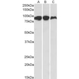 Western Blot - Anti-Aconitase 2 Antibody (A84777) - Antibodies.com