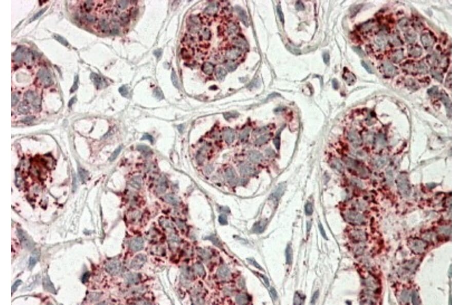 Immunohistochemistry - Anti-Aconitase 2 Antibody (A84777) - Antibodies.com