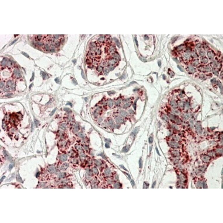 Immunohistochemistry - Anti-Aconitase 2 Antibody (A84777) - Antibodies.com