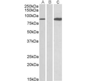 Western Blot - Anti-STAT4 Antibody (A84779) - Antibodies.com