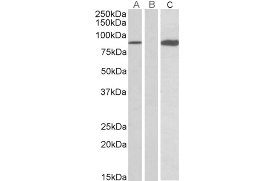Western Blot - Anti-STAT4 Antibody (A84779) - Antibodies.com