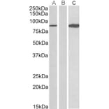 Western Blot - Anti-STAT4 Antibody (A84779) - Antibodies.com