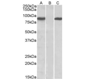 Western Blot - Anti-STAT4 Antibody (A84780) - Antibodies.com