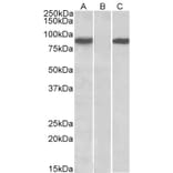 Western Blot - Anti-STAT4 Antibody (A84780) - Antibodies.com