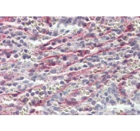 Immunohistochemistry - Anti-Stabilin-1 Antibody (A84781) - Antibodies.com