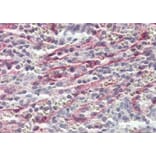 Immunohistochemistry - Anti-Stabilin-1 Antibody (A84781) - Antibodies.com