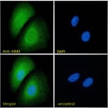 Immunofluorescence - Anti-AIM2 Antibody (A84784) - Antibodies.com