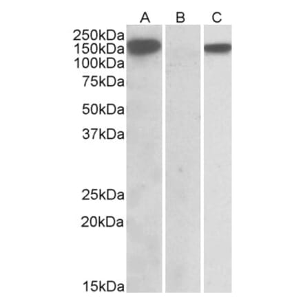 Western Blot - Anti-NALP2 Antibody (A84786) - Antibodies.com