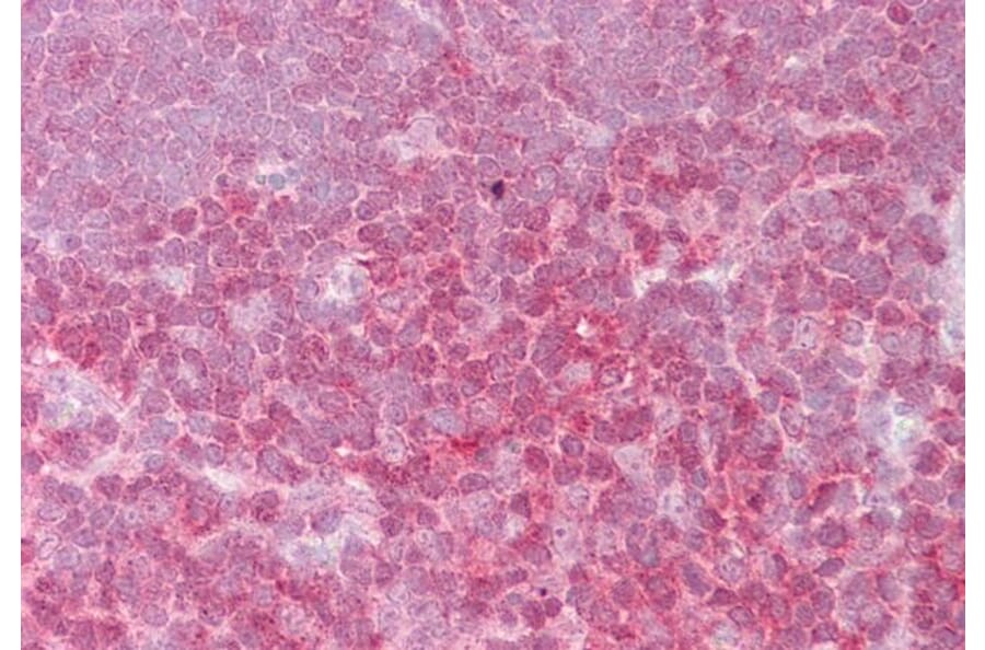 Immunohistochemistry - Anti-c-Rel Antibody (A84787) - Antibodies.com