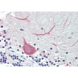 Immunohistochemistry - Anti-TRIM71/LIN41 Antibody (A84789) - Antibodies.com
