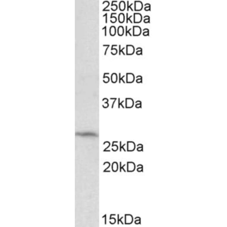 Western Blot - Anti-DCUN1D1 Antibody (A84792) - Antibodies.com
