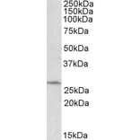Western Blot - Anti-DCUN1D1 Antibody (A84792) - Antibodies.com