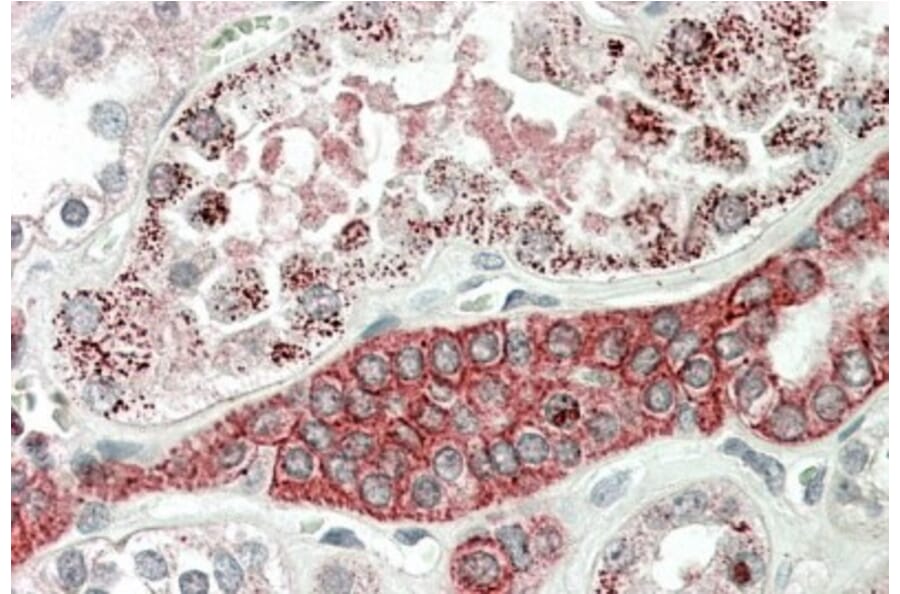 Immunohistochemistry - Anti-DCUN1D1 Antibody (A84792) - Antibodies.com