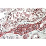 Immunohistochemistry - Anti-DCUN1D1 Antibody (A84792) - Antibodies.com