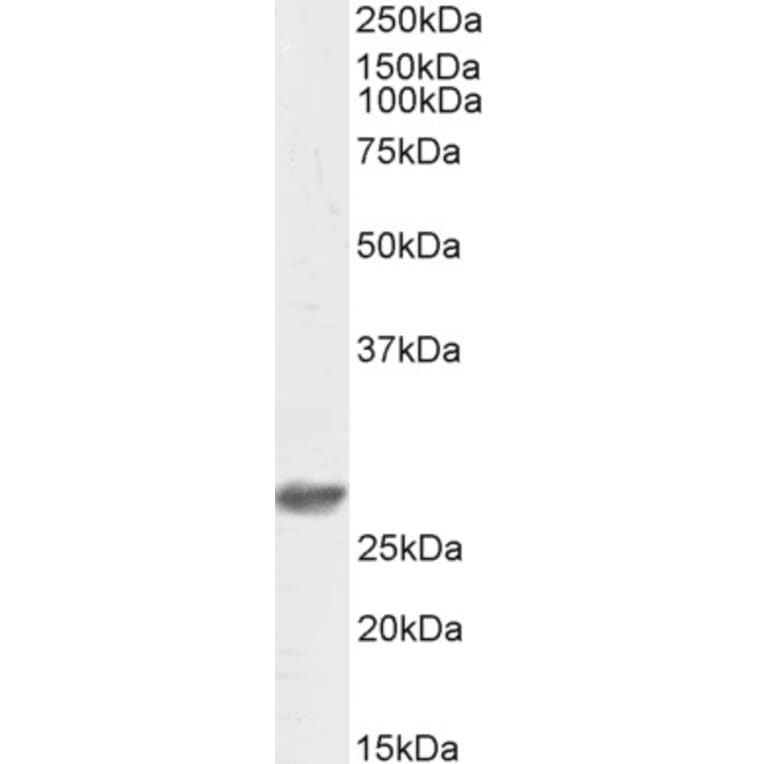 Western Blot - Anti-DCUN1D1 Antibody (Biotin) (A84793) - Antibodies.com