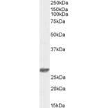 Western Blot - Anti-DCUN1D1 Antibody (Biotin) (A84793) - Antibodies.com