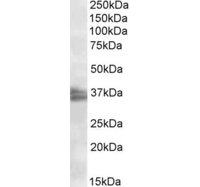 Western Blot - Anti-FRG1 Antibody (A84796) - Antibodies.com