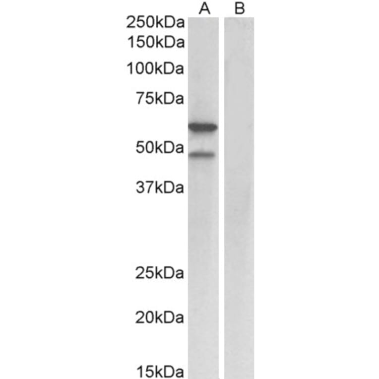 Western Blot - Anti-E2F3 Antibody (A84797) - Antibodies.com