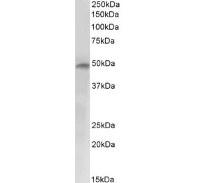 Western Blot - Anti-E2F4 Antibody (A84798) - Antibodies.com