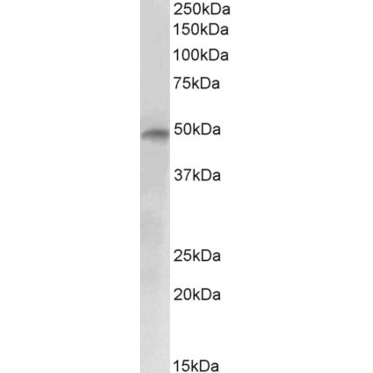 Western Blot - Anti-E2F4 Antibody (A84798) - Antibodies.com