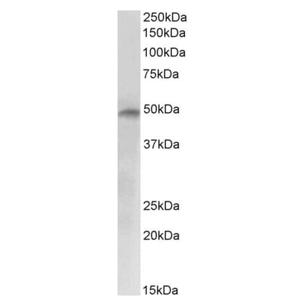 Western Blot - Anti-E2F4 Antibody (A84798) - Antibodies.com