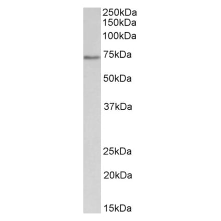 Western Blot - Anti-Cdc6 Antibody (A84801) - Antibodies.com