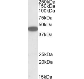 Western Blot - Anti-CXCR6 Antibody (A84805) - Antibodies.com