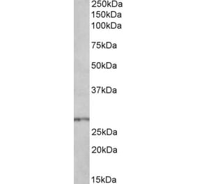 Western Blot - Anti-HOXB9 Antibody (A84806) - Antibodies.com